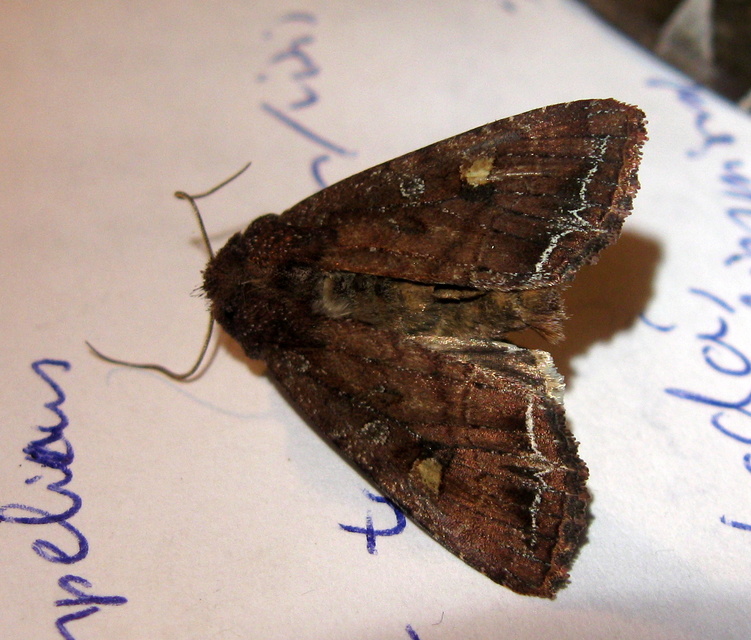 Lacanobia oleracea - saláta-kertibagoly