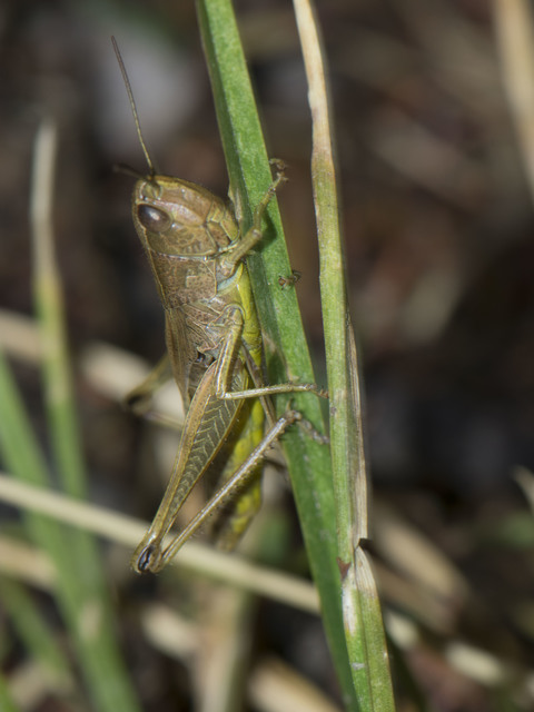 Pseudochorthippus parallelus - közönséges rétisáska Pseudochorthippus parallelus - közönséges rétisáska