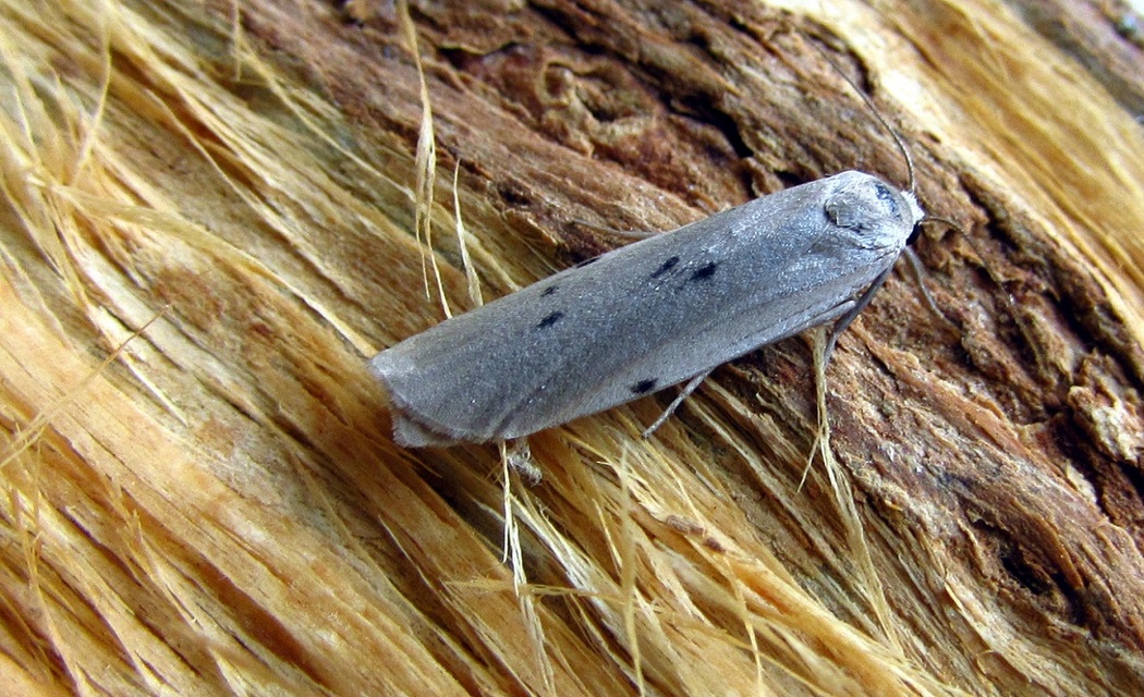 Pelosia muscerda - hamvas zuzmószövő