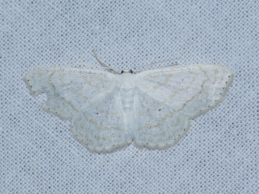 Scopula subpunctaria - törtvonalas sávosaraszoló