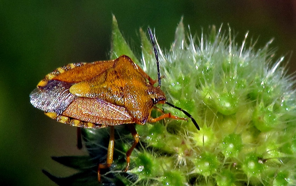 Carpocoris Carpocoris