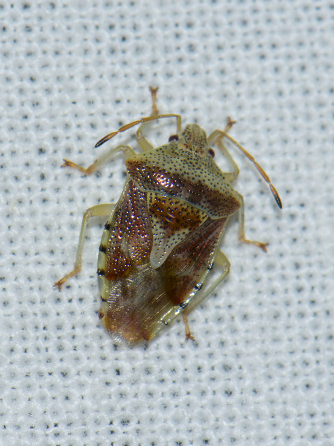 Elasmucha grisea - nyír-dajkapoloska Elasmucha grisea - nyír-dajkapoloska
