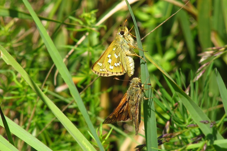 Hesperia comma - vesszős busalepke