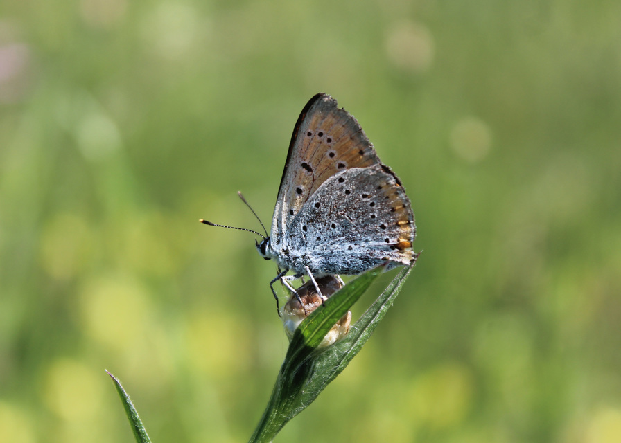 Lycaena dispar rutilus - nagy tűzlepke