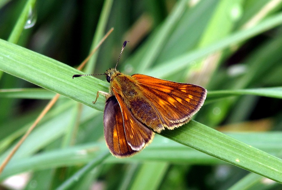 Ochlodes sylvanus - erdei busalepke