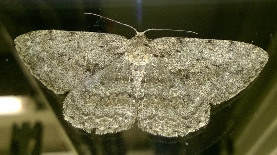 Hypomecis roboraria - nagy tölgyfaaraszoló