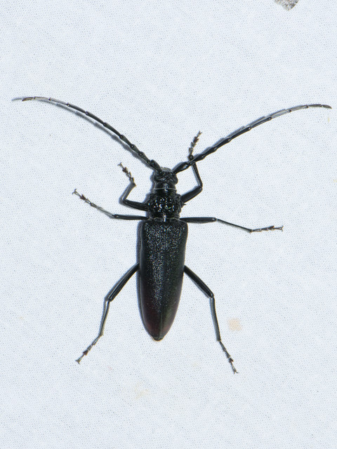 Cerambyx cerdo - nagy hőscincér