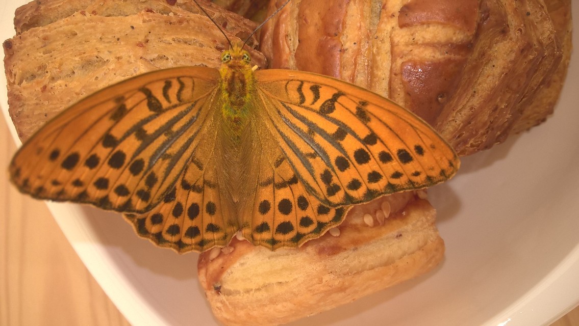 Argynnis paphia - nagy gyöngyházlepke