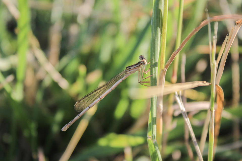 Platycnemis pennipes - széleslábú szitakötő