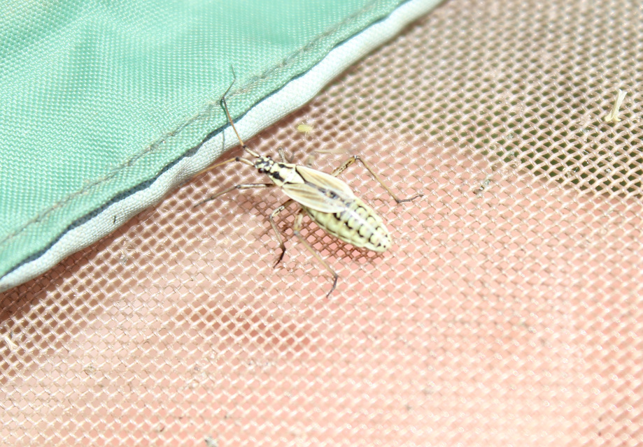 Leptopterna dolabrata - közönséges mezeipoloska