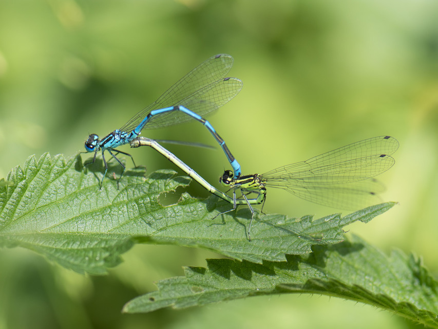 Coenagrion puella - azúrkék légivadász