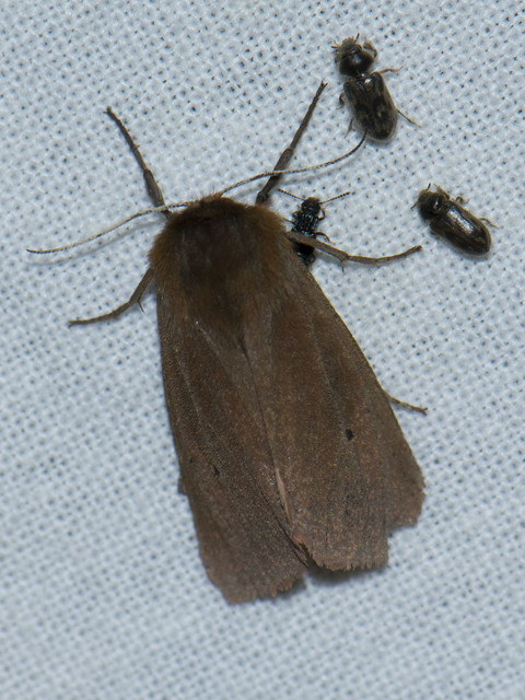 Phragmatobia fuliginosa - füstös medvelepke