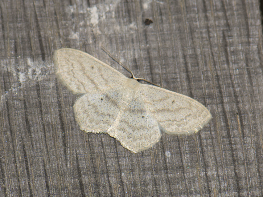 Scopula nigropunctata - feketepettyes araszoló