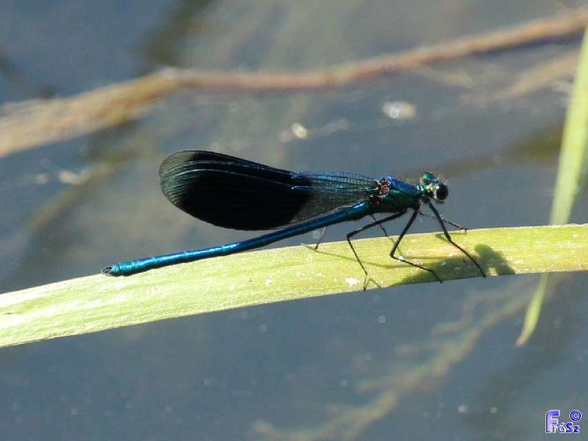 Calopteryx splendens - sávos szitakötő