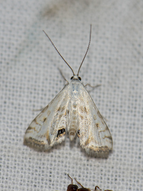 Cataclysta lemnata - békalencsemoly