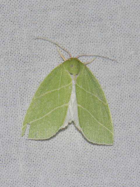 Bena bicolorana - tölgyfa-zöldbagoly