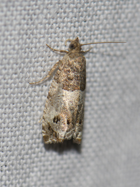 Olethreutinae