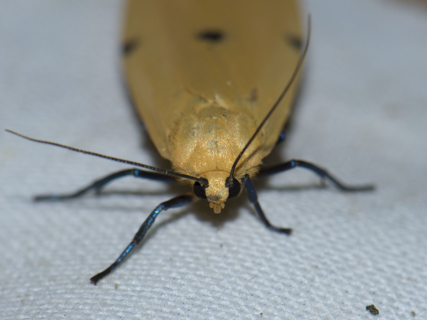 Lithosia quadra - négypettyes zuzmószövő