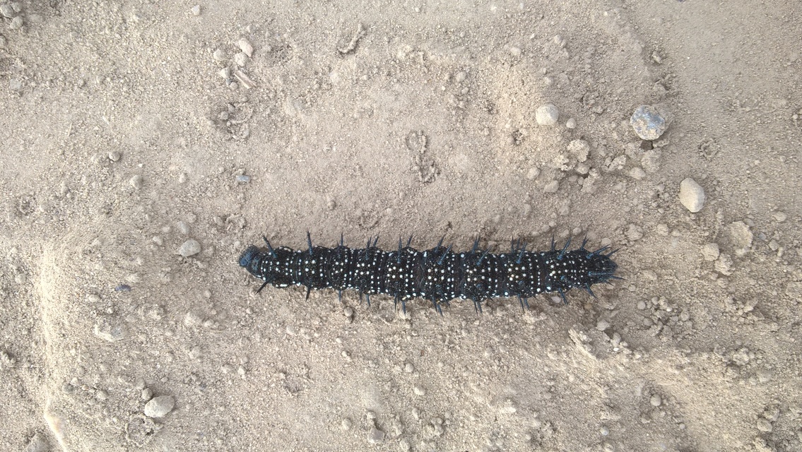 Nymphalis io - nappali pávaszem