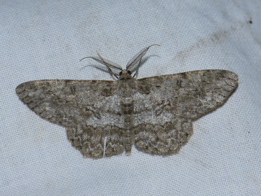 Hypomecis punctinalis - pettyes faaraszoló