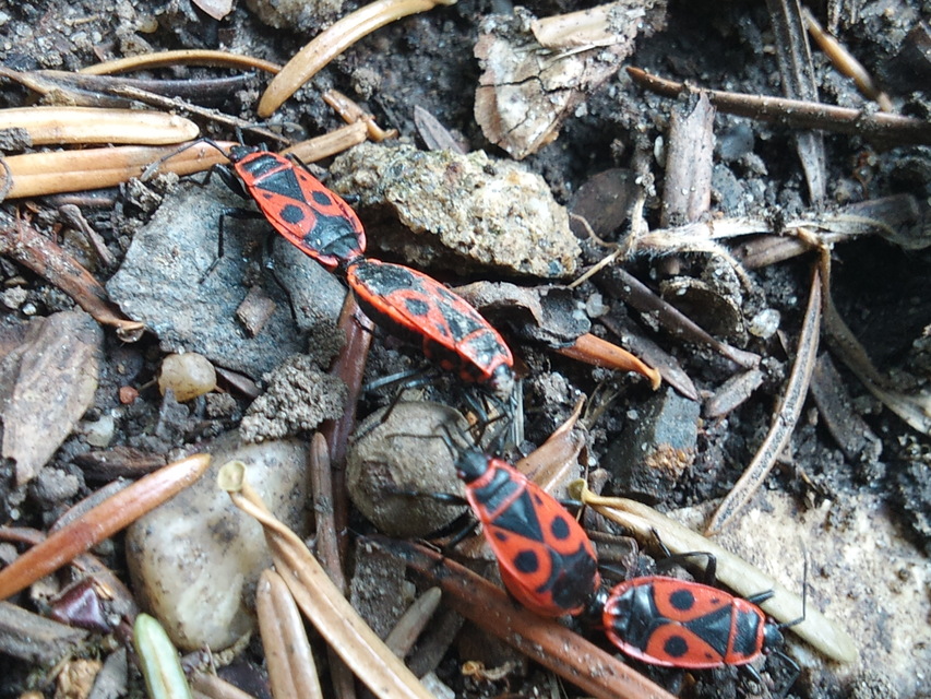 Pyrrhocoris apterus - verőköltő poloska