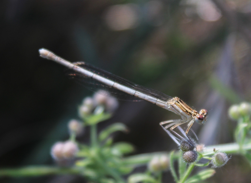 Platycnemis pennipes - széleslábú szitakötő