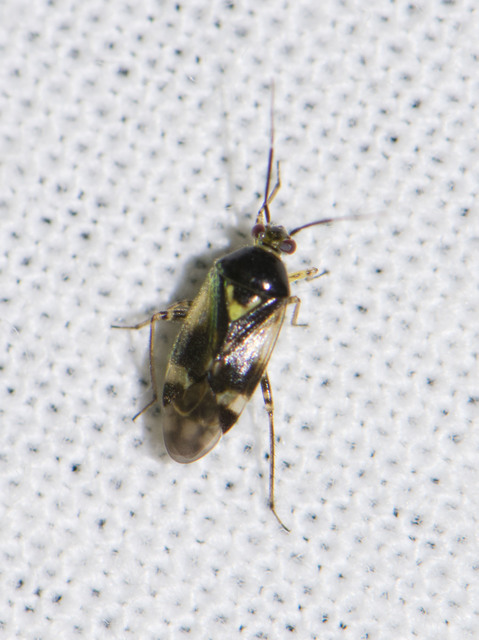 Orthops