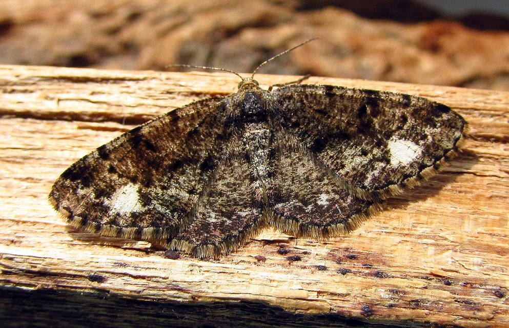 Parectropis similaria - barna zuzmóaraszoló