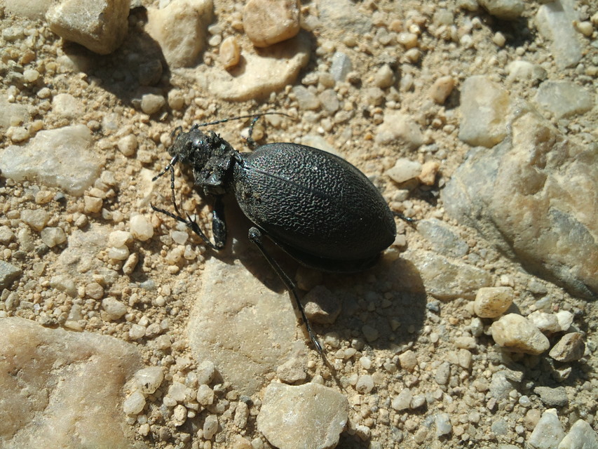 Carabus coriaceus - bőrfutrinka Carabus coriaceus - bőrfutrinka