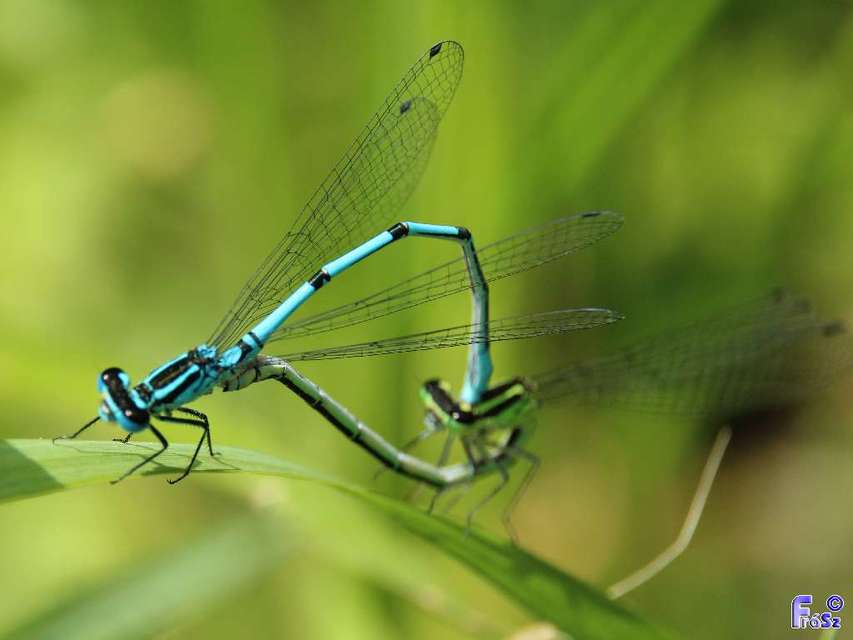 Coenagrion puella - azúrkék légivadász