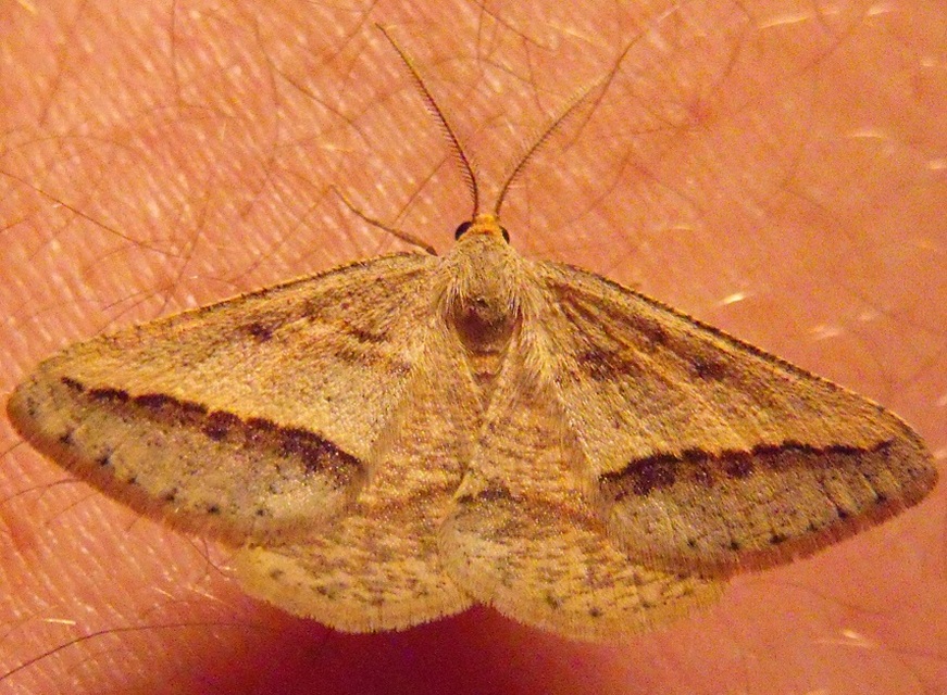 Tephrina arenacearia - lucerna-araszoló