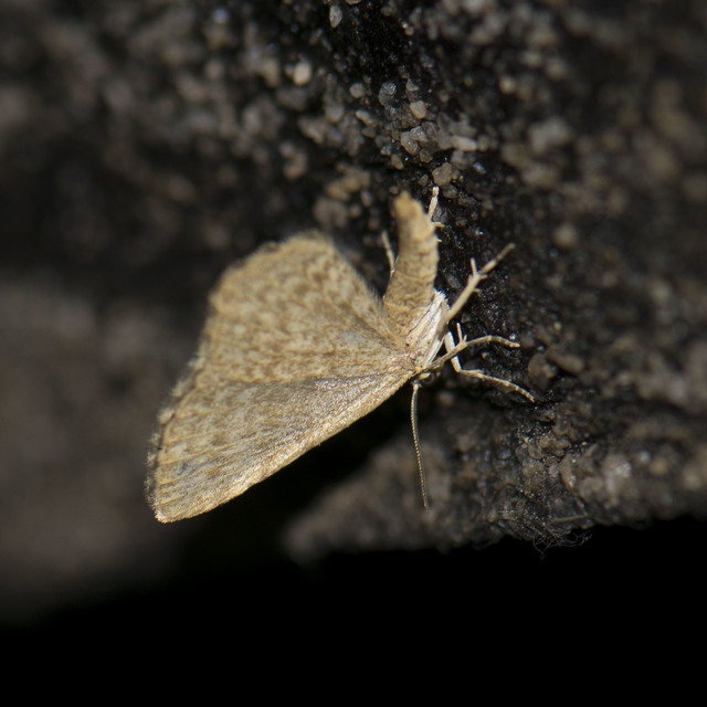 Euchoeca nebulata - barnás égeraraszoló