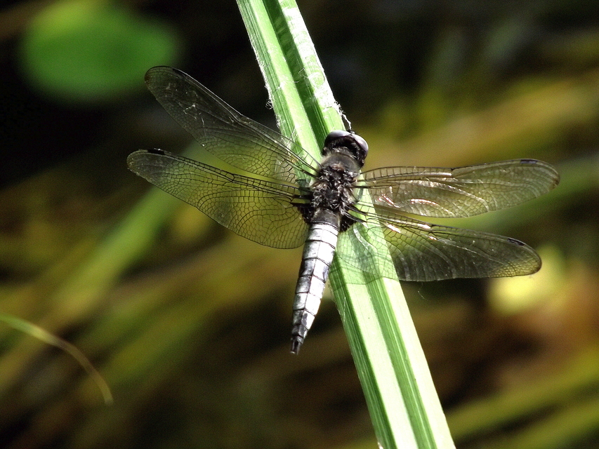 Libellula fulva - kisfoltos laposacsa