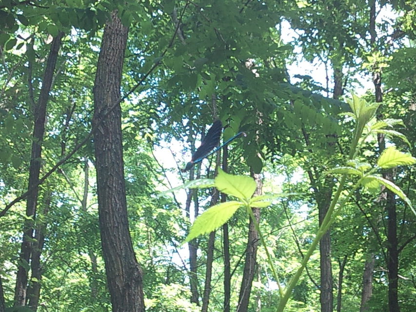 Calopteryx virgo - kisasszony-szitakötő