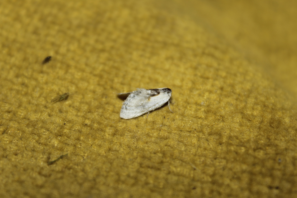 Cilix glaucata - törpe sarlósszövő