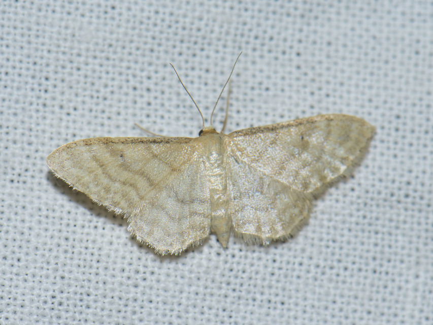 Idaea fuscovenosa - szürkeszélű apróaraszoló