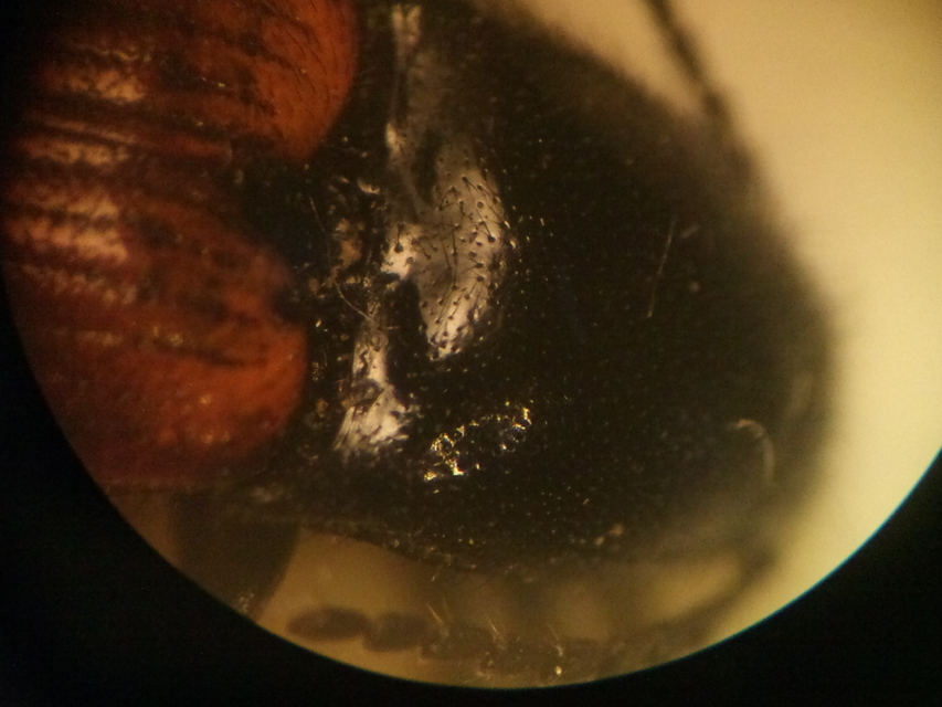 Ampedus pomorum - rozsdás pattanó