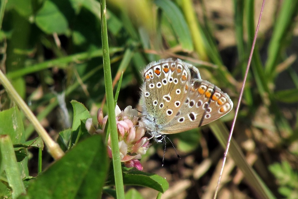 Polyommatus icarus - közönséges boglárka