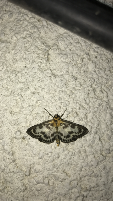 Anania hortulata - tarka csalánmoly