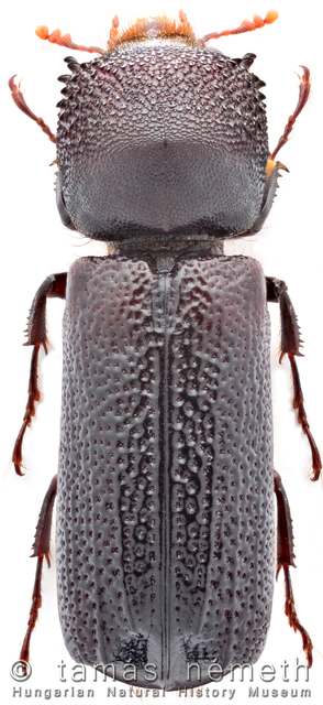 Apate monachus - nagy csuklyásszú