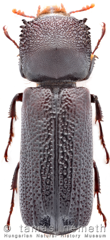 Apate monachus - nagy csuklyásszú