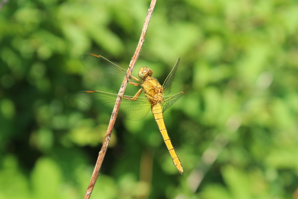 Orthetrum coerulescens - karcsú pásztorszitakötő