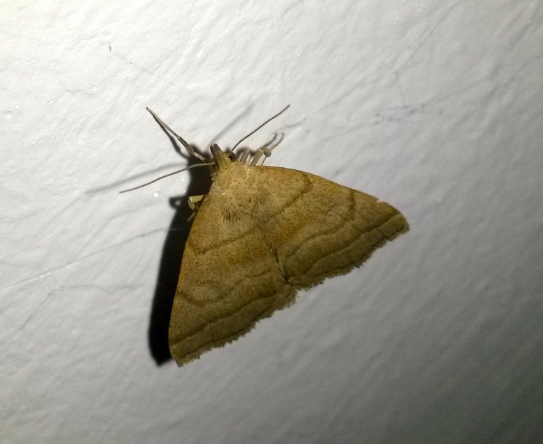 Herminia tarsicrinalis - szőröslábú karcsúbagoly