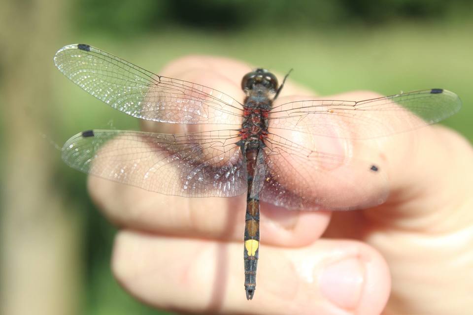 Leucorrhinia pectoralis - lápi álarcos-szitakötő