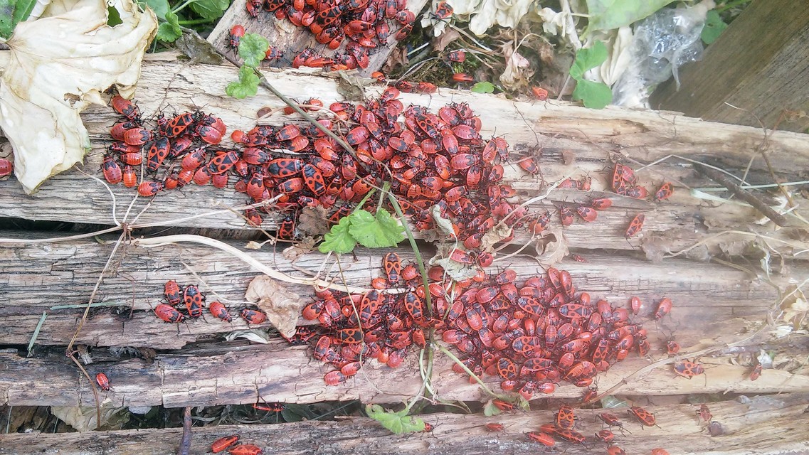 Pyrrhocoris apterus - verőköltő poloska