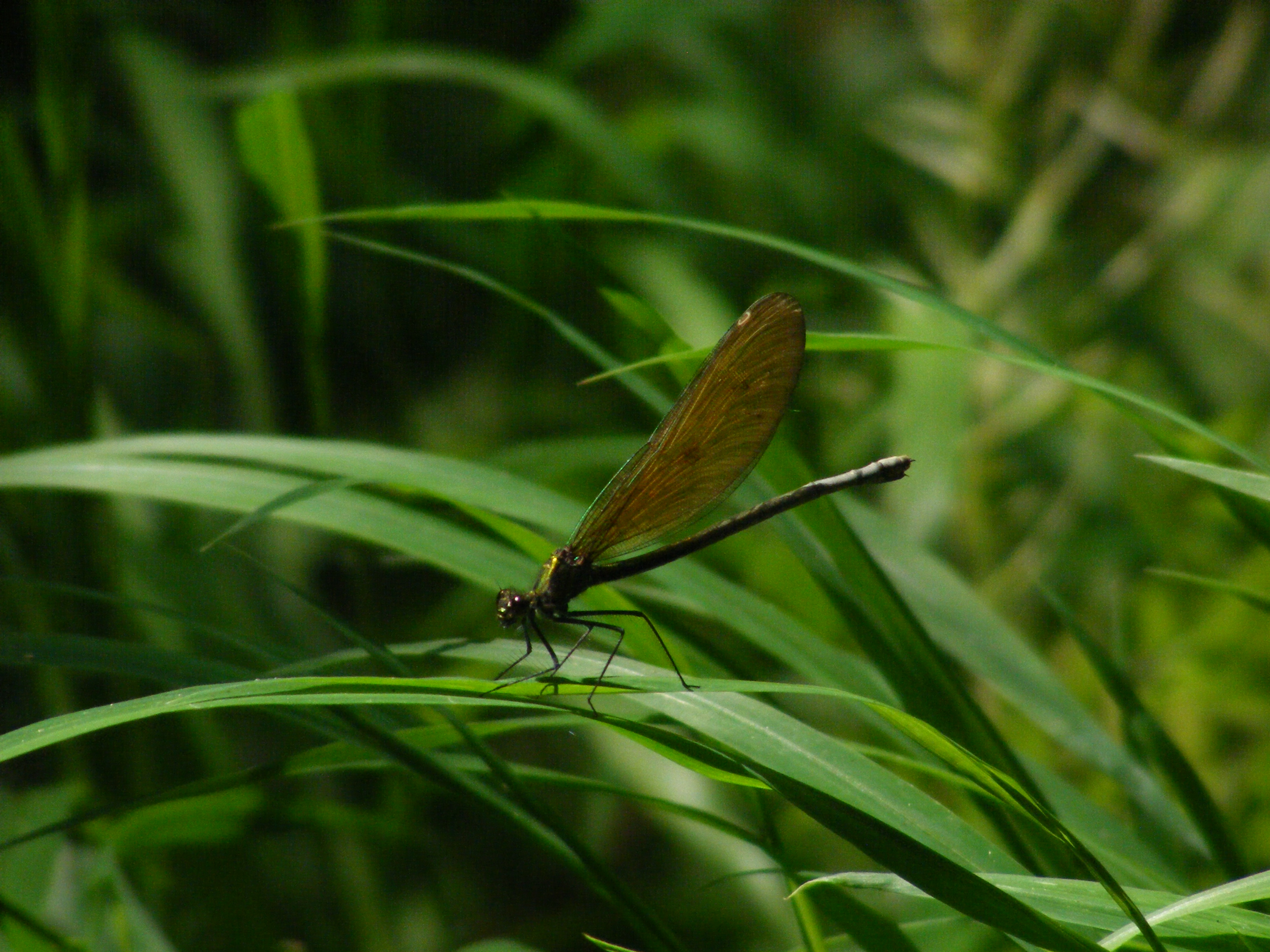 Calopteryx virgo - kisasszony-szitakötő