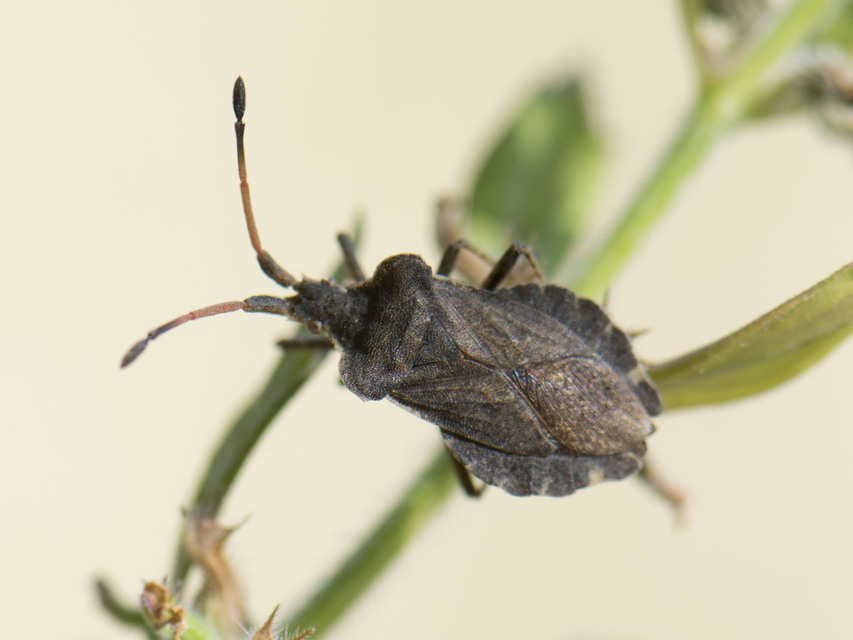 Enoplops scapha - feketés karimáspoloska