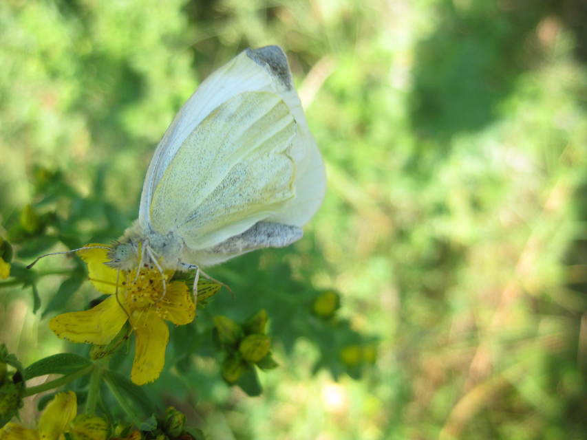 Pieris rapae - répalepke