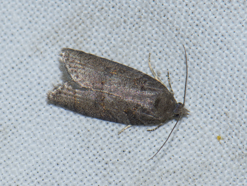 Cnephasiini