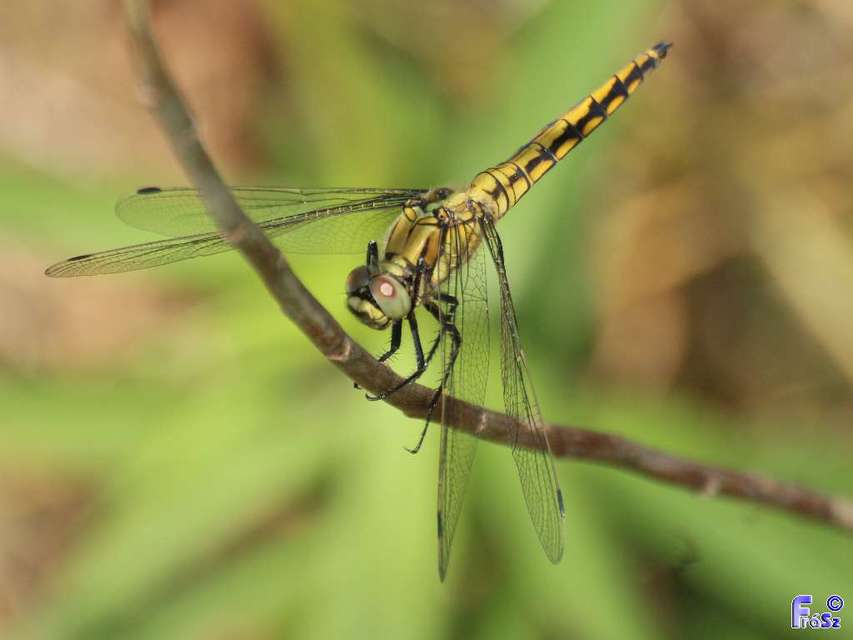 Orthetrum cancellatum - feketefarkú pásztorszitakötő